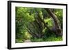 South Africa, 'Kirstenbosch', Avenue of Camphorwood-Catharina Lux-Framed Photographic Print