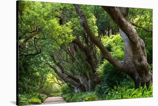 South Africa, 'Kirstenbosch', Avenue of Camphorwood-Catharina Lux-Stretched Canvas