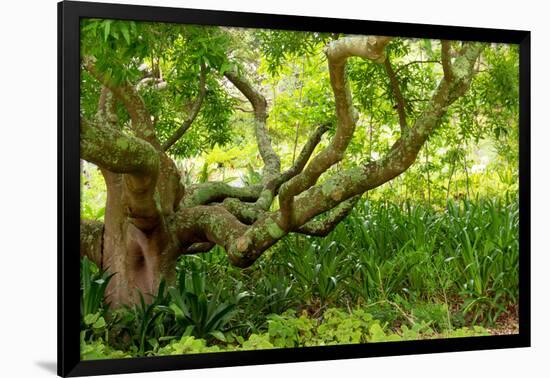 South Africa, 'Kirstenbosch', Camphorwood-Catharina Lux-Framed Photographic Print