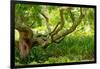 South Africa, 'Kirstenbosch', Camphorwood-Catharina Lux-Framed Photographic Print