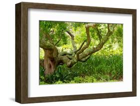 South Africa, 'Kirstenbosch', Camphorwood-Catharina Lux-Framed Photographic Print