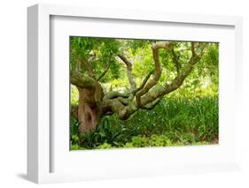 South Africa, 'Kirstenbosch', Camphorwood-Catharina Lux-Framed Photographic Print