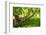 South Africa, 'Kirstenbosch', Camphorwood-Catharina Lux-Framed Photographic Print