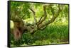 South Africa, 'Kirstenbosch', Camphorwood-Catharina Lux-Framed Stretched Canvas