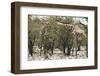 South Africa, Kruger National Park, Giraffes, Giraffa Camelopardalis, Grazing-Paul Souders-Framed Photographic Print
