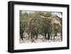 South Africa, Kruger National Park, Giraffes, Giraffa Camelopardalis, Grazing-Paul Souders-Framed Photographic Print