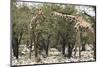 South Africa, Kruger National Park, Giraffes, Giraffa Camelopardalis, Grazing-Paul Souders-Mounted Photographic Print