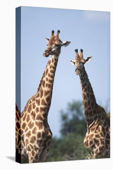 South Africa, Kruger National Park, Giraffes(Giraffa Camelopardalis-Paul Souders-Stretched Canvas