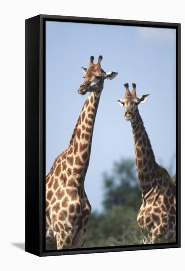 South Africa, Kruger National Park, Giraffes(Giraffa Camelopardalis-Paul Souders-Framed Stretched Canvas