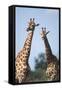 South Africa, Kruger National Park, Giraffes(Giraffa Camelopardalis-Paul Souders-Framed Stretched Canvas