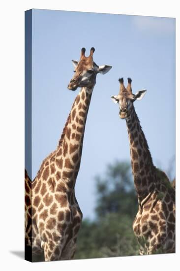 South Africa, Kruger National Park, Giraffes(Giraffa Camelopardalis-Paul Souders-Stretched Canvas