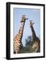 South Africa, Kruger National Park, Giraffes(Giraffa Camelopardalis-Paul Souders-Framed Photographic Print