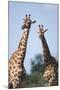 South Africa, Kruger National Park, Giraffes(Giraffa Camelopardalis-Paul Souders-Mounted Photographic Print