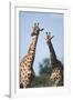 South Africa, Kruger National Park, Giraffes(Giraffa Camelopardalis-Paul Souders-Framed Photographic Print