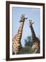 South Africa, Kruger National Park, Giraffes(Giraffa Camelopardalis-Paul Souders-Framed Photographic Print