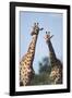 South Africa, Kruger National Park, Giraffes(Giraffa Camelopardalis-Paul Souders-Framed Photographic Print