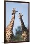 South Africa, Kruger National Park, Giraffes(Giraffa Camelopardalis-Paul Souders-Framed Photographic Print