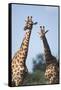 South Africa, Kruger National Park, Giraffes(Giraffa Camelopardalis-Paul Souders-Framed Stretched Canvas