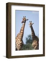 South Africa, Kruger National Park, Giraffes(Giraffa Camelopardalis-Paul Souders-Framed Photographic Print