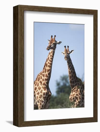 South Africa, Kruger National Park, Giraffes(Giraffa Camelopardalis-Paul Souders-Framed Photographic Print