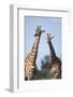 South Africa, Kruger National Park, Giraffes(Giraffa Camelopardalis-Paul Souders-Framed Photographic Print