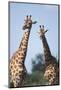 South Africa, Kruger National Park, Giraffes(Giraffa Camelopardalis-Paul Souders-Mounted Photographic Print