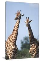 South Africa, Kruger National Park, Giraffes(Giraffa Camelopardalis-Paul Souders-Stretched Canvas