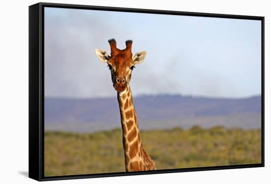 South Africa, Kwandwe. Maasai Giraffe in Kwandwe Game Reserve.-Kymri Wilt-Framed Stretched Canvas