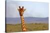 South Africa, Kwandwe. Maasai Giraffe in Kwandwe Game Reserve.-Kymri Wilt-Stretched Canvas