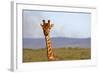 South Africa, Kwandwe. Maasai Giraffe in Kwandwe Game Reserve.-Kymri Wilt-Framed Photographic Print