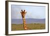 South Africa, Kwandwe. Maasai Giraffe in Kwandwe Game Reserve.-Kymri Wilt-Framed Photographic Print