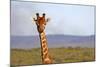 South Africa, Kwandwe. Maasai Giraffe in Kwandwe Game Reserve.-Kymri Wilt-Mounted Photographic Print