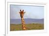 South Africa, Kwandwe. Maasai Giraffe in Kwandwe Game Reserve.-Kymri Wilt-Framed Photographic Print