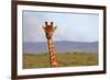 South Africa, Kwandwe. Maasai Giraffe in Kwandwe Game Reserve.-Kymri Wilt-Framed Photographic Print