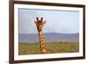 South Africa, Kwandwe. Maasai Giraffe in Kwandwe Game Reserve.-Kymri Wilt-Framed Photographic Print