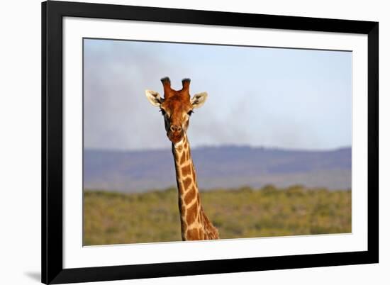 South Africa, Kwandwe. Maasai Giraffe in Kwandwe Game Reserve.-Kymri Wilt-Framed Photographic Print