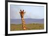 South Africa, Kwandwe. Maasai Giraffe in Kwandwe Game Reserve.-Kymri Wilt-Framed Photographic Print