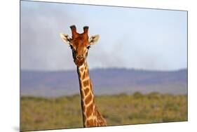 South Africa, Kwandwe. Maasai Giraffe in Kwandwe Game Reserve.-Kymri Wilt-Mounted Photographic Print