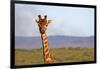 South Africa, Kwandwe. Maasai Giraffe in Kwandwe Game Reserve.-Kymri Wilt-Framed Photographic Print