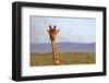 South Africa, Kwandwe. Maasai Giraffe in Kwandwe Game Reserve.-Kymri Wilt-Framed Photographic Print