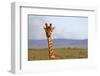 South Africa, Kwandwe. Maasai Giraffe in Kwandwe Game Reserve.-Kymri Wilt-Framed Photographic Print