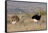 South Africa, Kwandwe. Southern Ostriches in Kwandwe Game Reserve.-Kymri Wilt-Framed Stretched Canvas