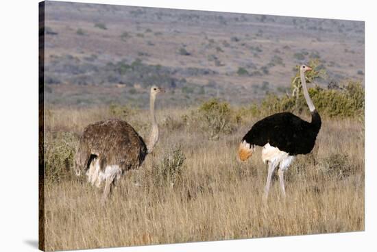 South Africa, Kwandwe. Southern Ostriches in Kwandwe Game Reserve.-Kymri Wilt-Stretched Canvas