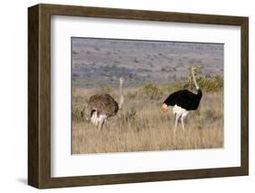 South Africa, Kwandwe. Southern Ostriches in Kwandwe Game Reserve.-Kymri Wilt-Framed Photographic Print