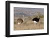 South Africa, Kwandwe. Southern Ostriches in Kwandwe Game Reserve.-Kymri Wilt-Framed Photographic Print