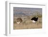 South Africa, Kwandwe. Southern Ostriches in Kwandwe Game Reserve.-Kymri Wilt-Framed Photographic Print