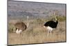 South Africa, Kwandwe. Southern Ostriches in Kwandwe Game Reserve.-Kymri Wilt-Mounted Photographic Print