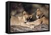 South Africa, Lion Cubs-Amos Nachoum-Framed Stretched Canvas