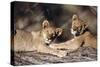 South Africa, Lion Cubs-Amos Nachoum-Stretched Canvas
