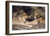 South Africa, Lion Cubs-Amos Nachoum-Framed Photographic Print